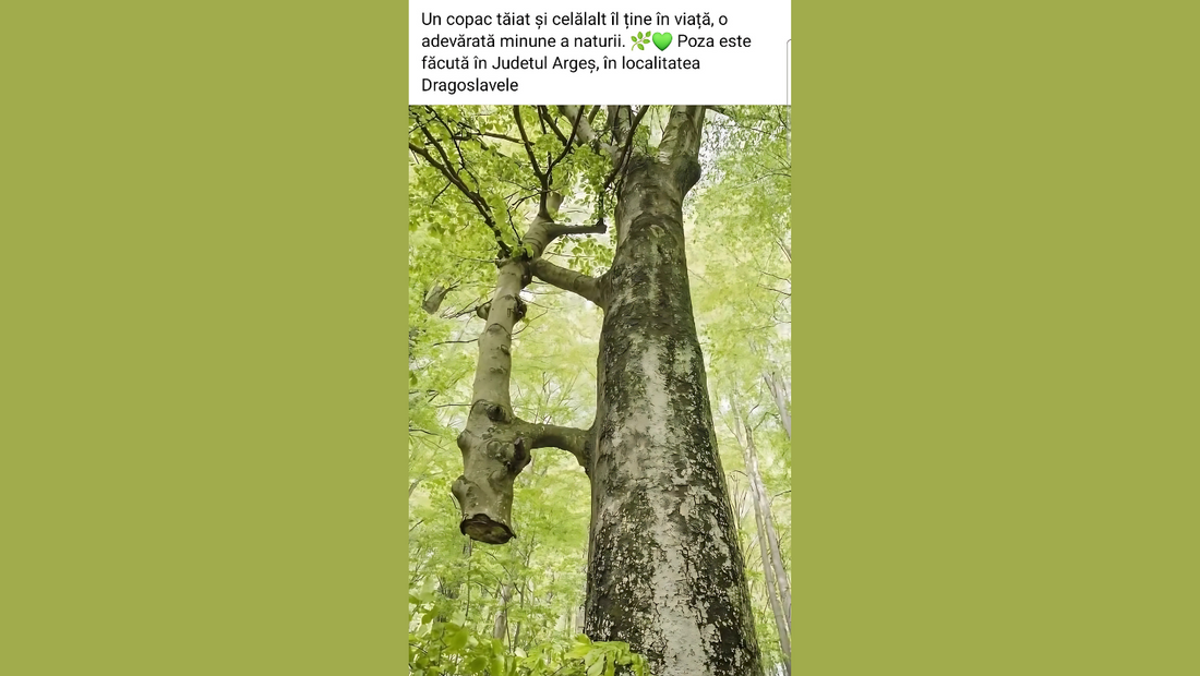 Arta vindecării